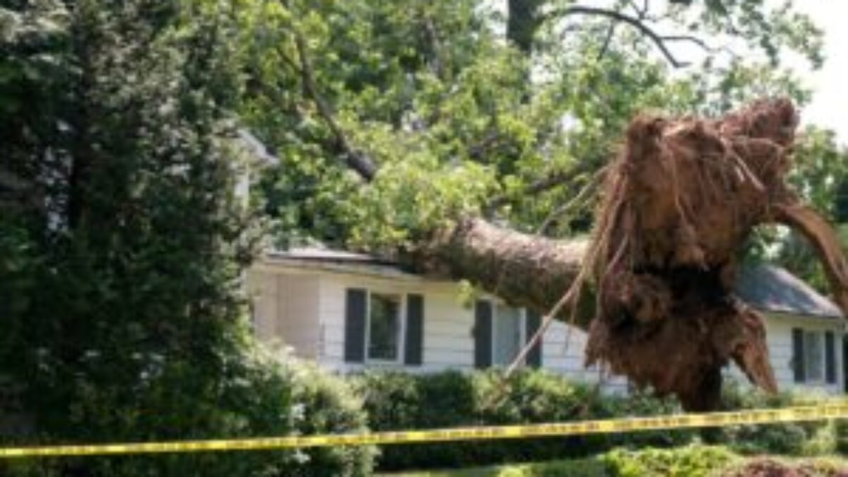BEAVER TREE SERVICE INC logo