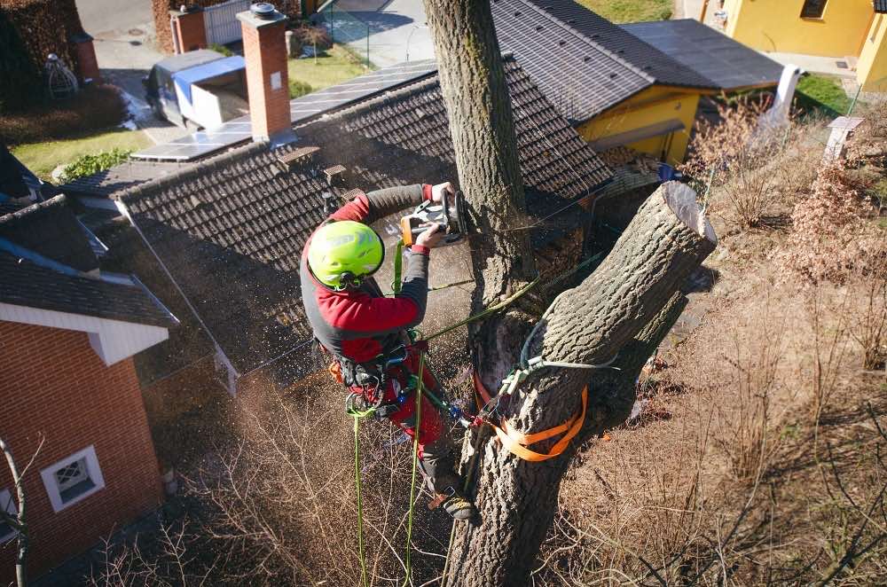 tree removal