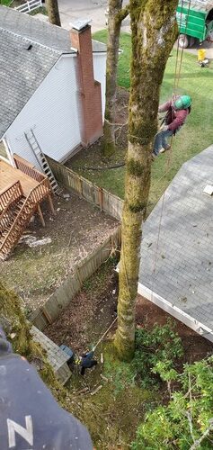 tree pruning