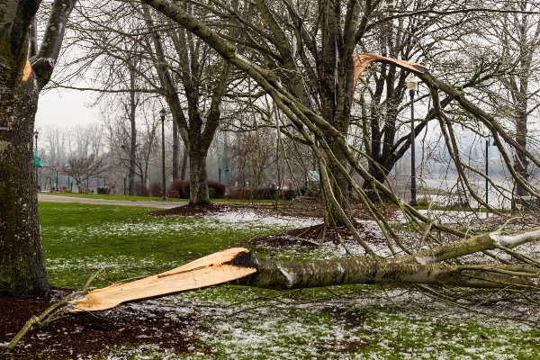 emergency tree service
